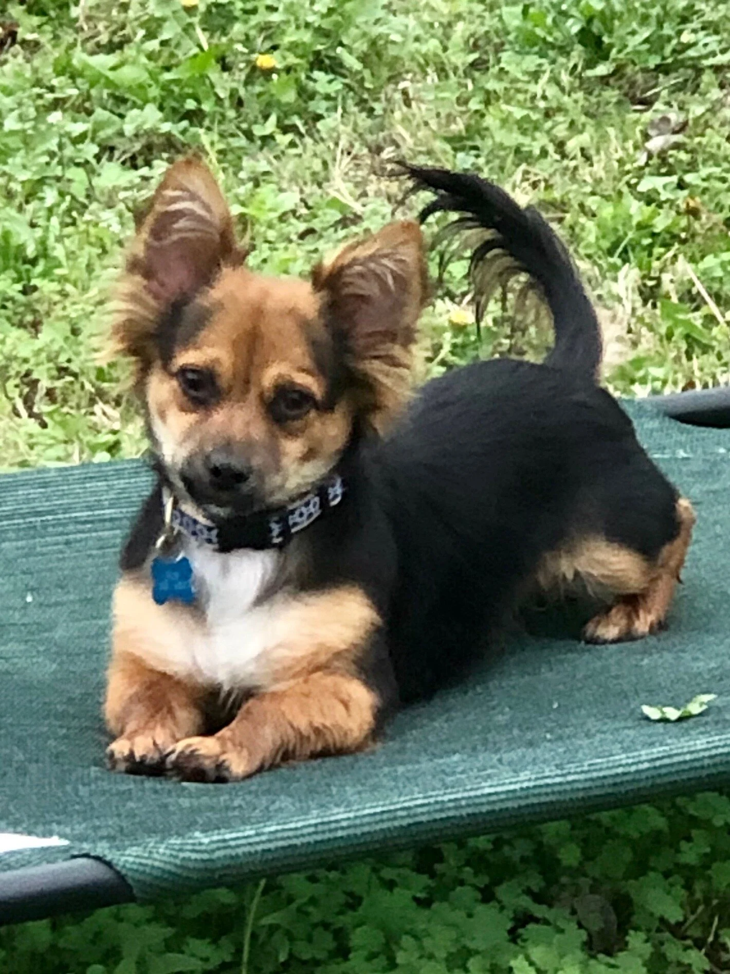 Toto - Adopted