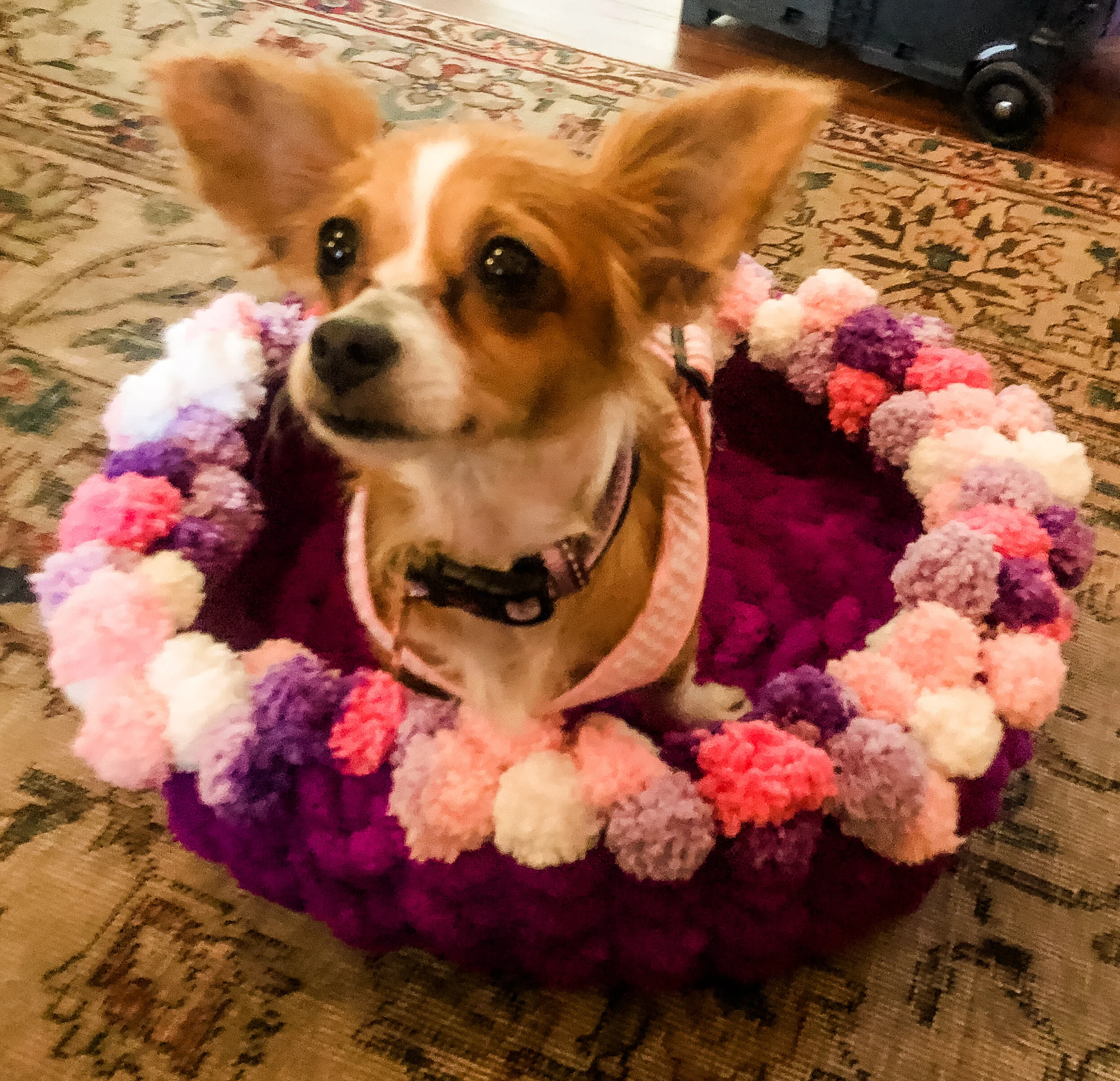 Lolita - Adopted