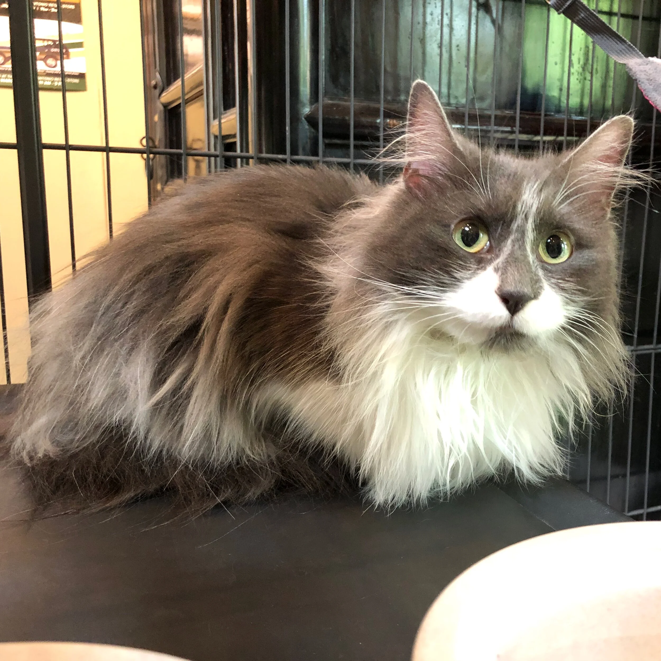 Gardenia - Adopted