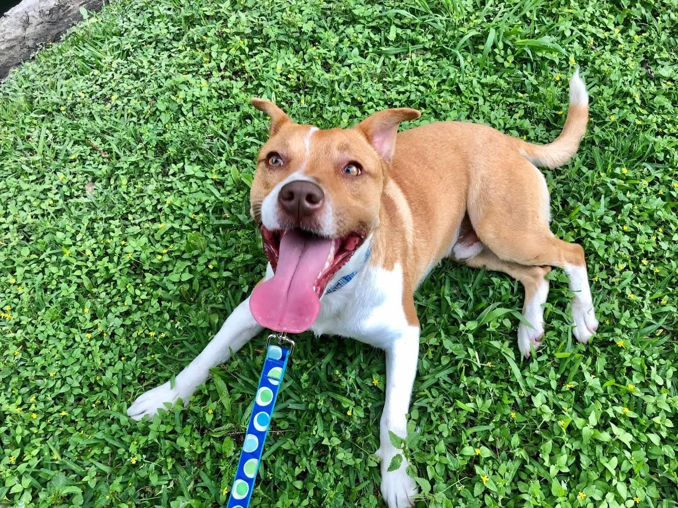Scooter - Adopted