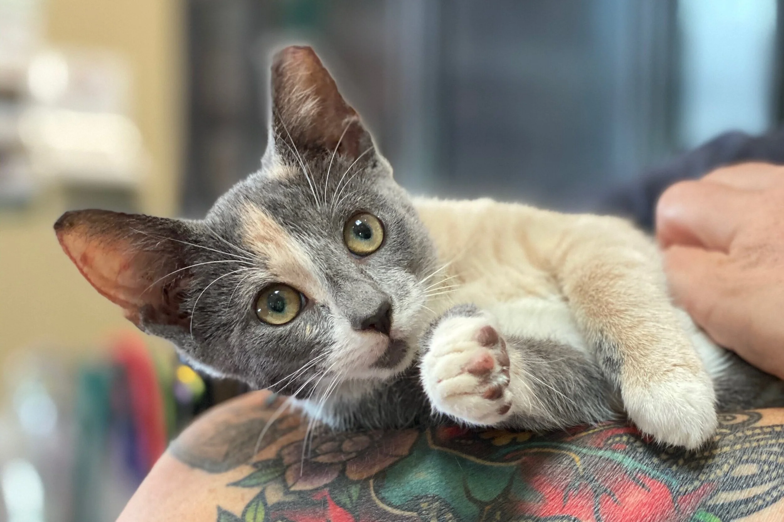 Laurel - Adopted