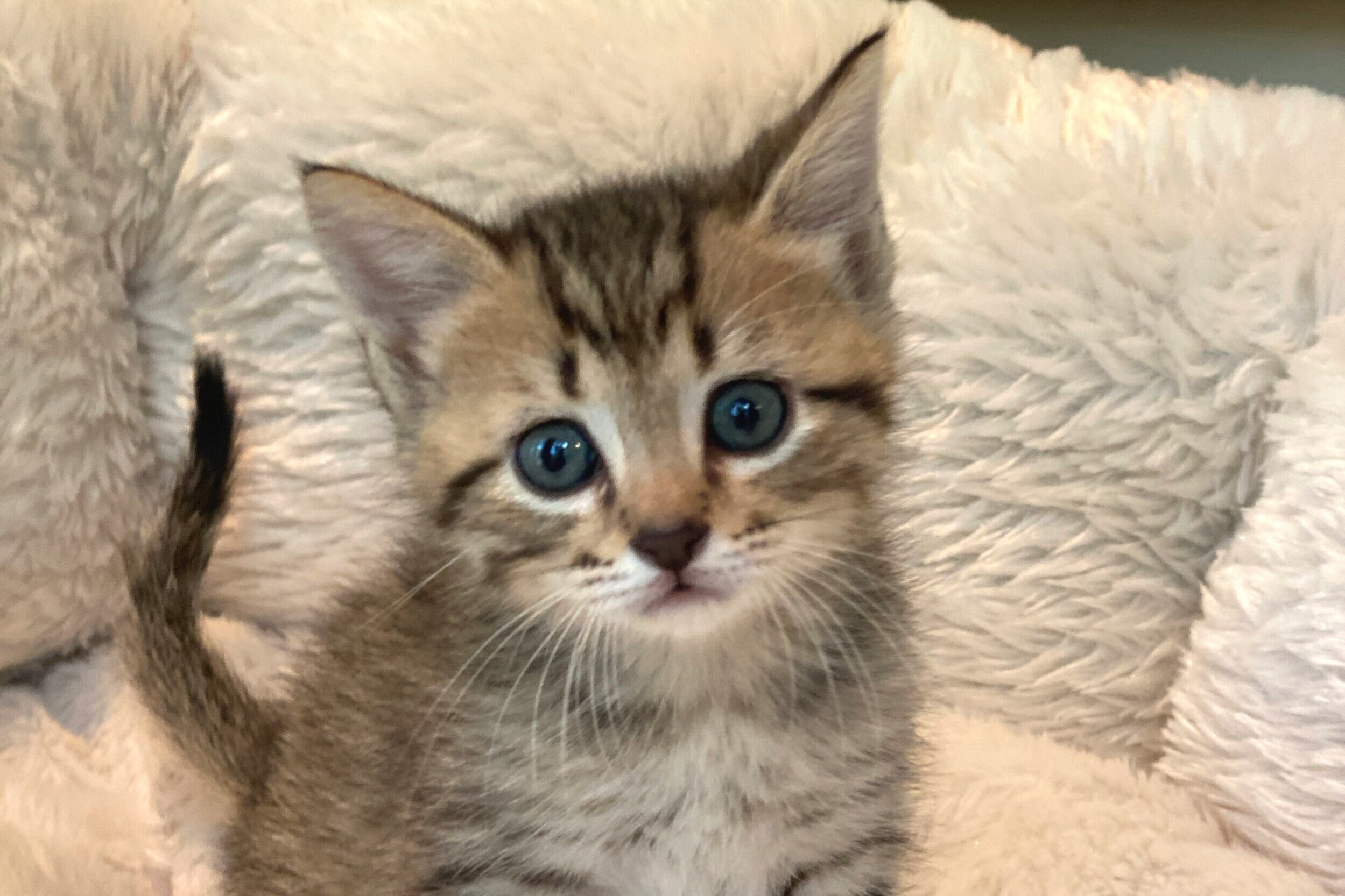 Toulouse - Adopted