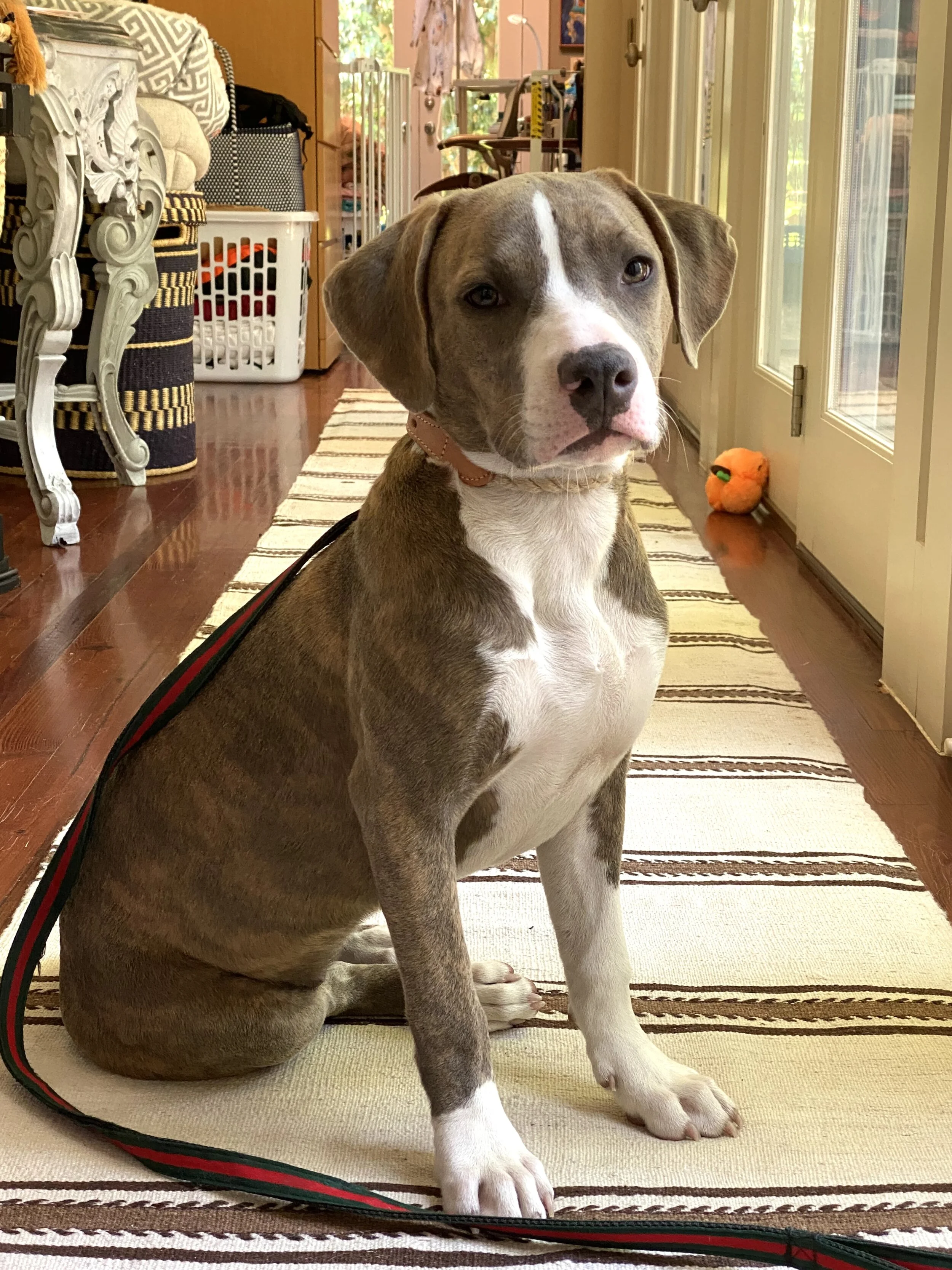 Frida - Adopted