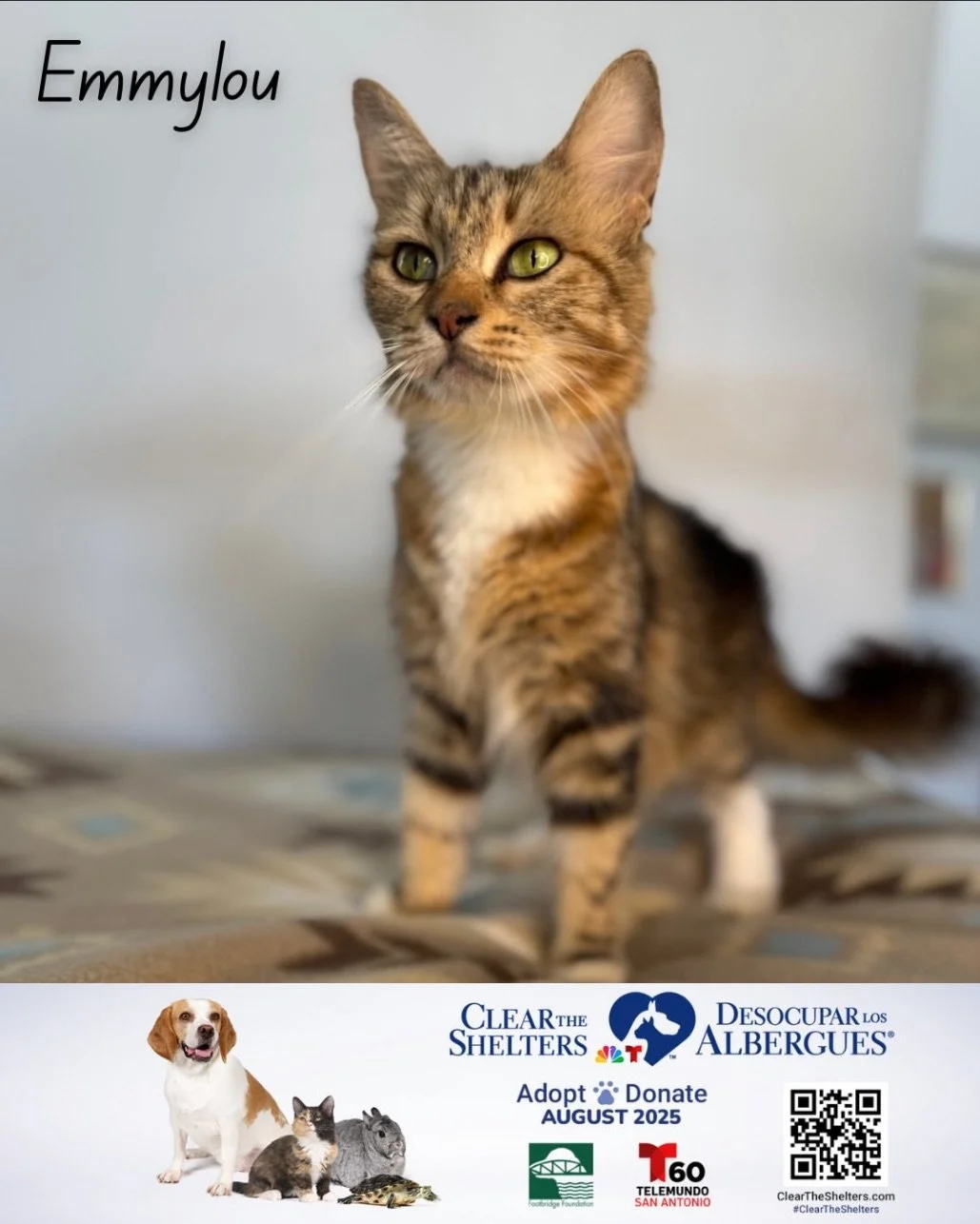 Clear the Shelters in August!