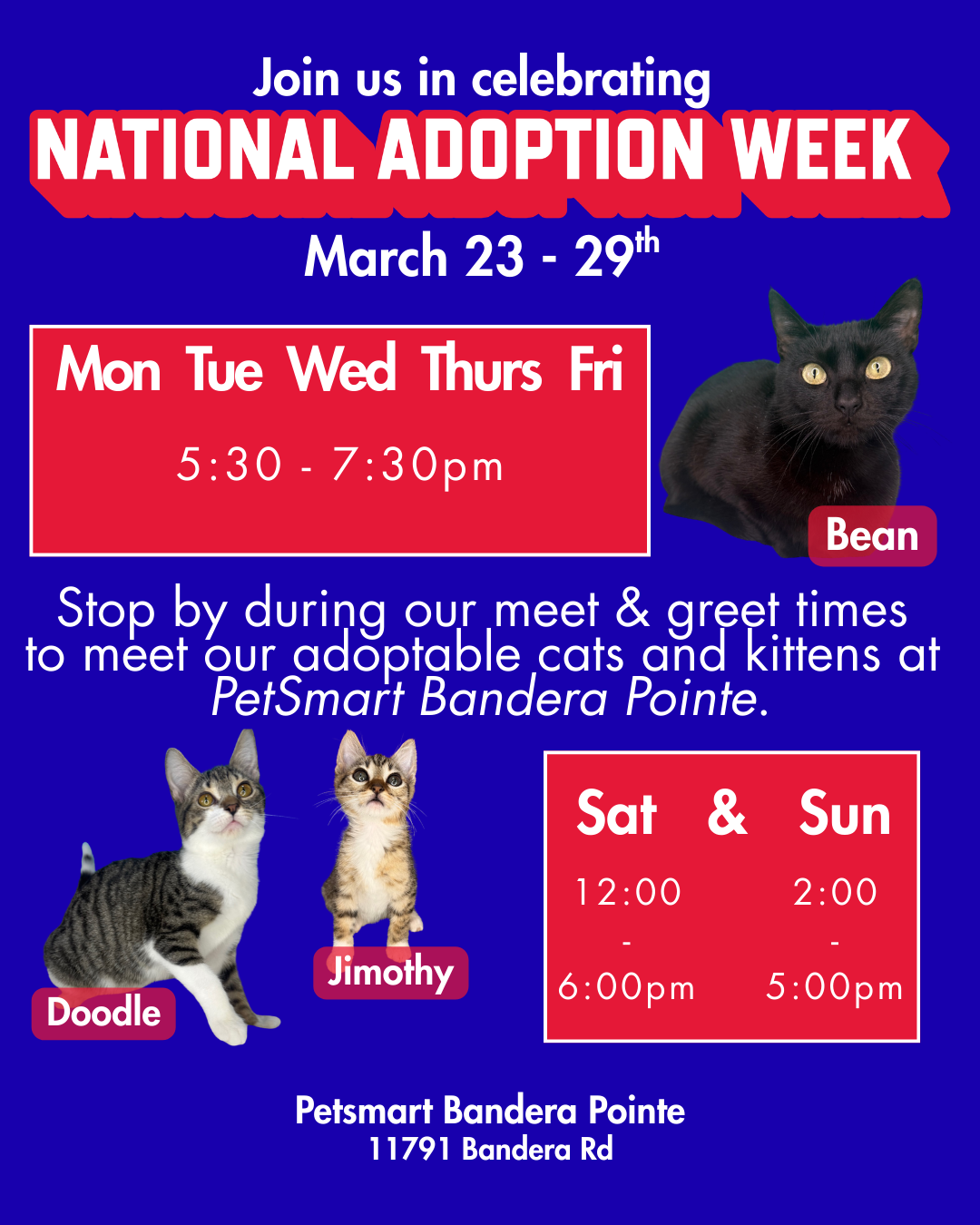 🐾✨ It’s National Adoption Week! ✨🐾
