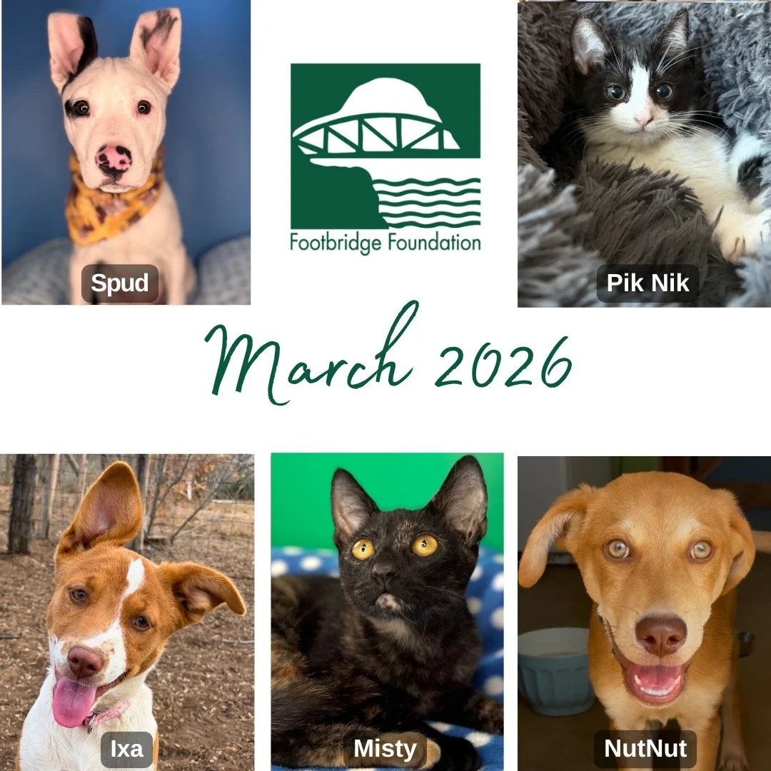 Copy of Copy of Copy of Newsletter Header Graphic-9.jpeg