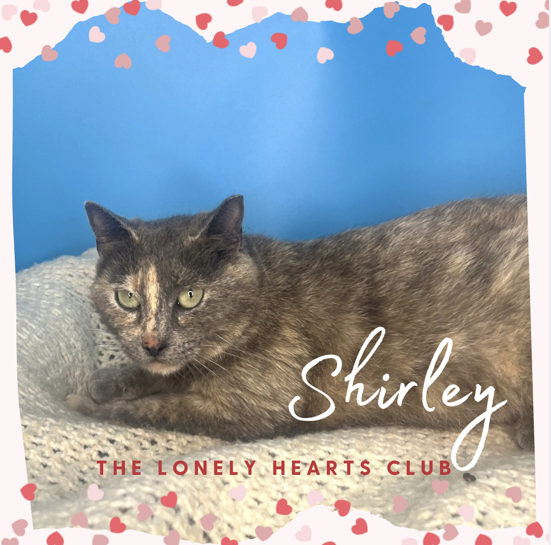 Shirley