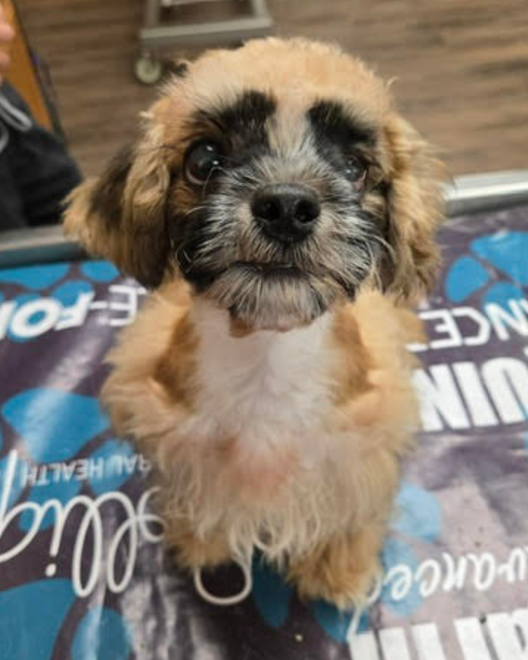 Julian’s Adoption