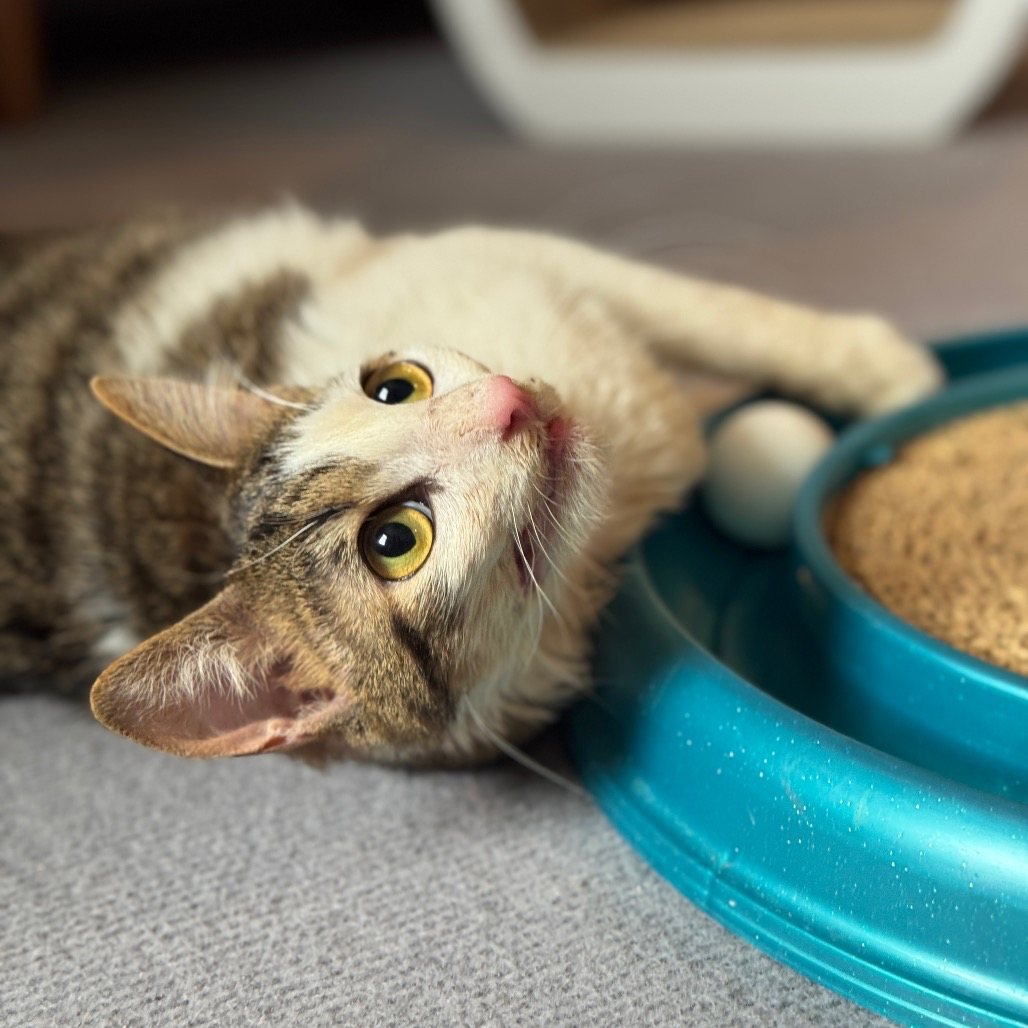 Alfalfa’s Adoption