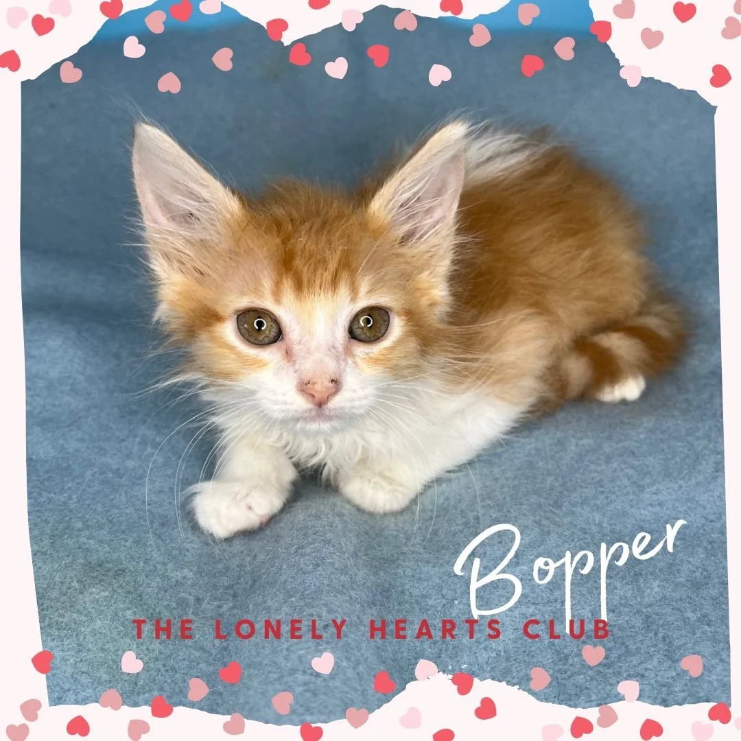 Bopper