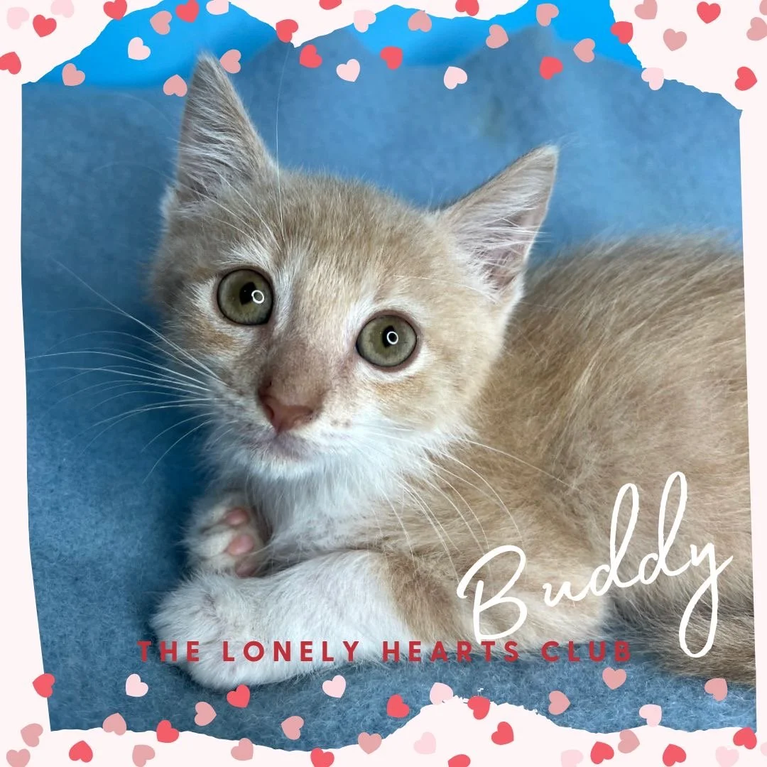 Buddy