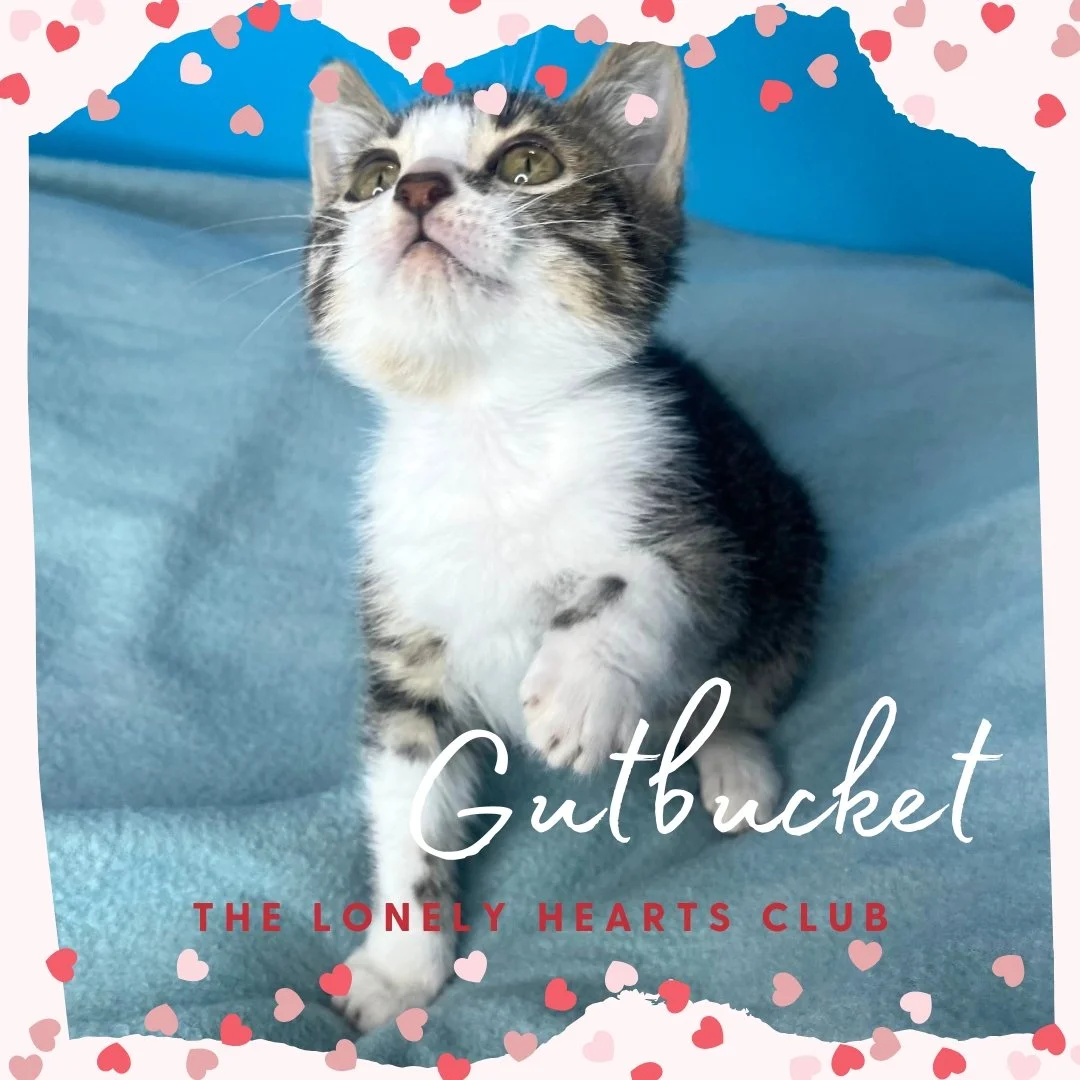 Gutbucket