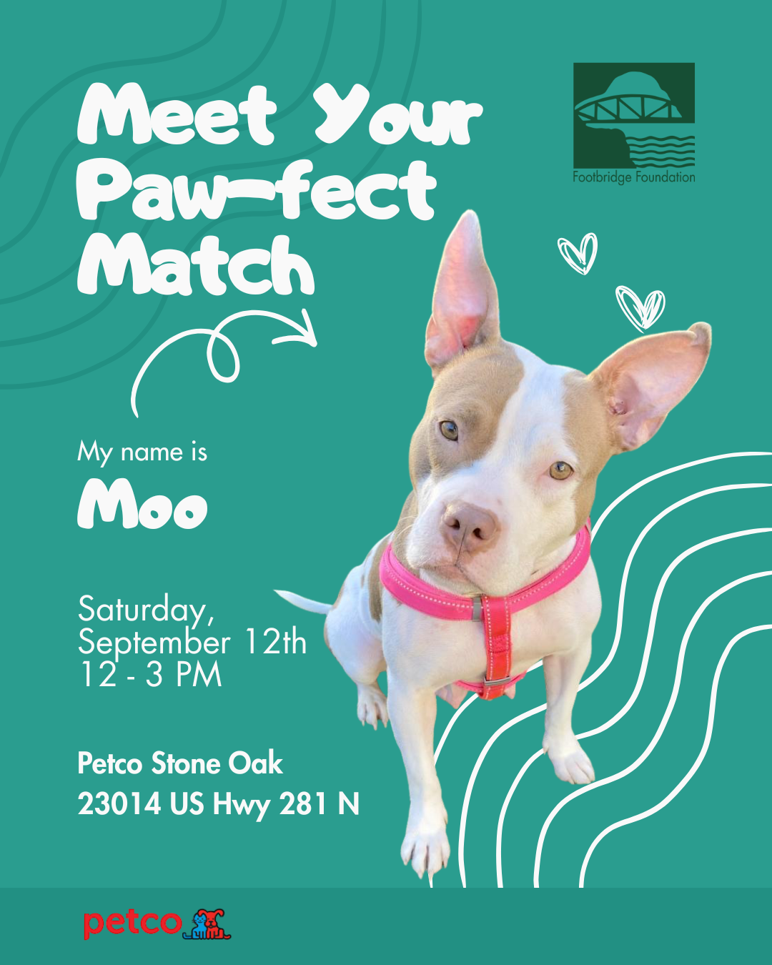 Meet Your Paw-fect Match