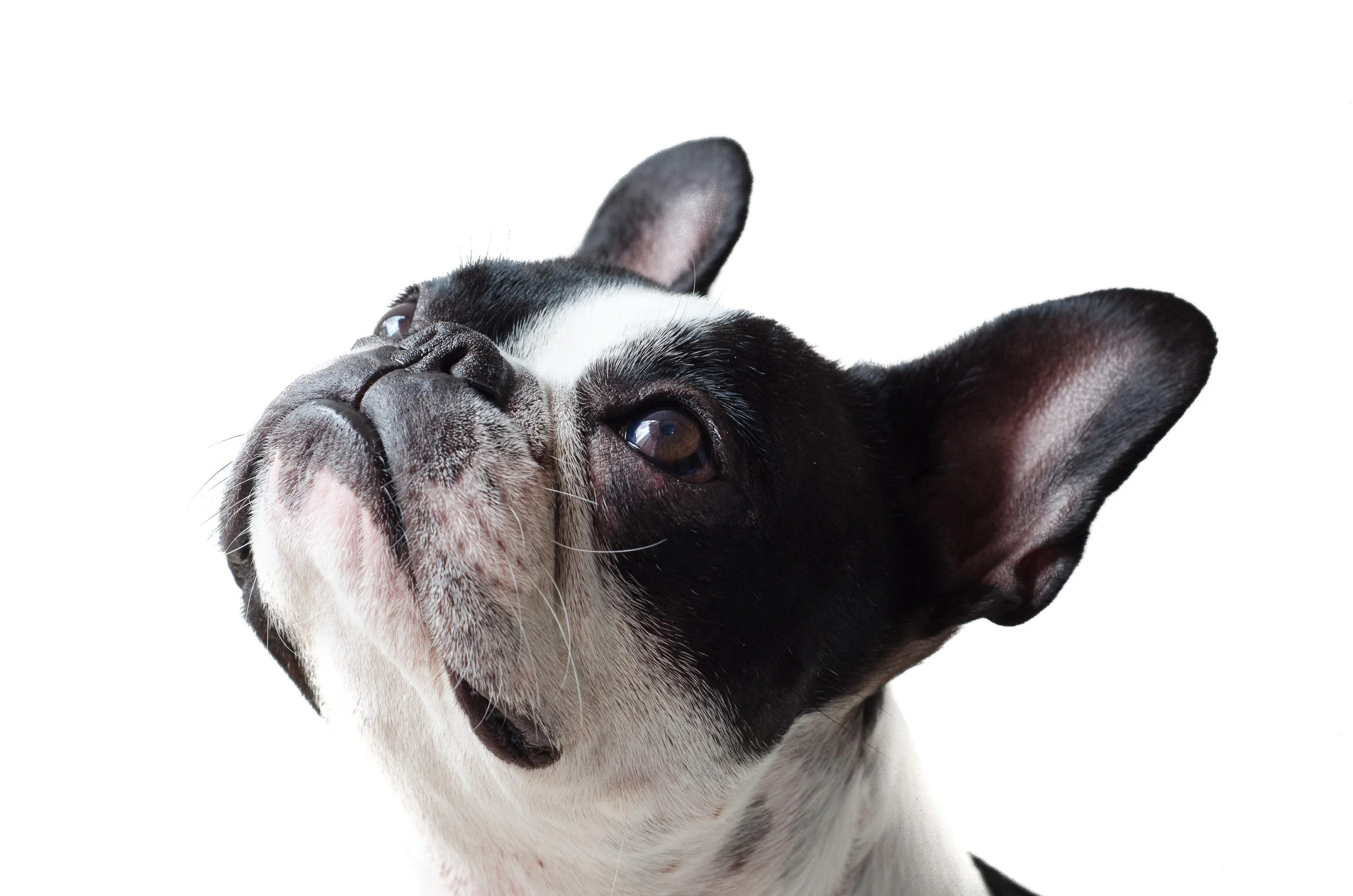 dog-4465690.jpg