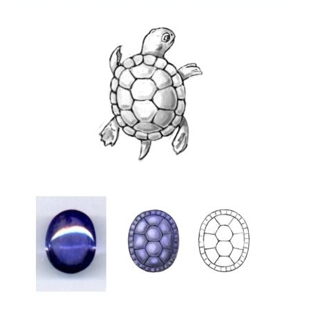turtle.jpg