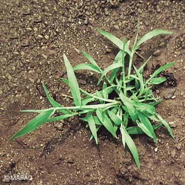 Services Weed 02 Crab.jpg