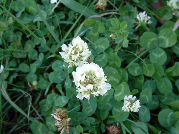 Services Weed 01 Clover.jpg