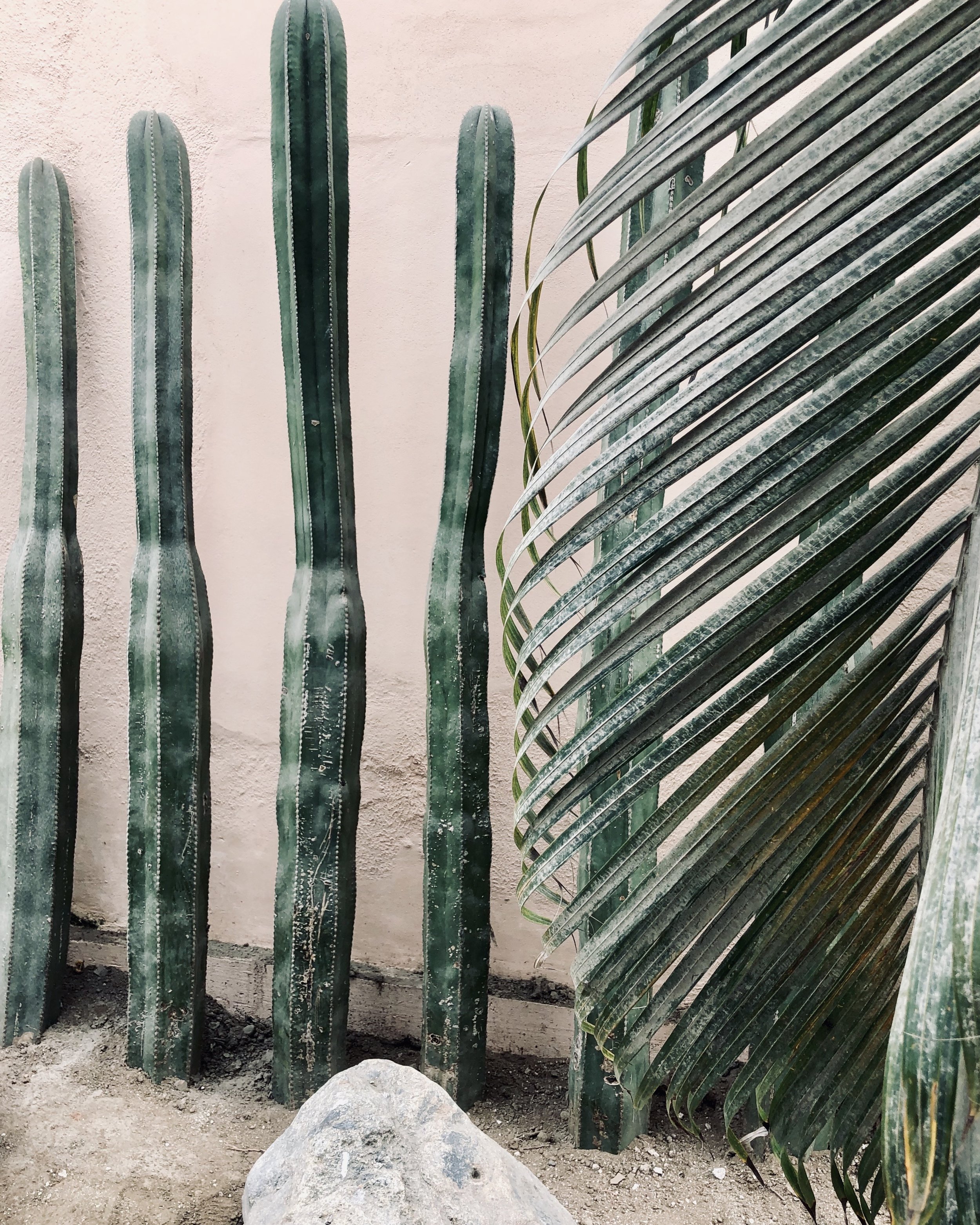 2019 Sayulita Cacti.JPG