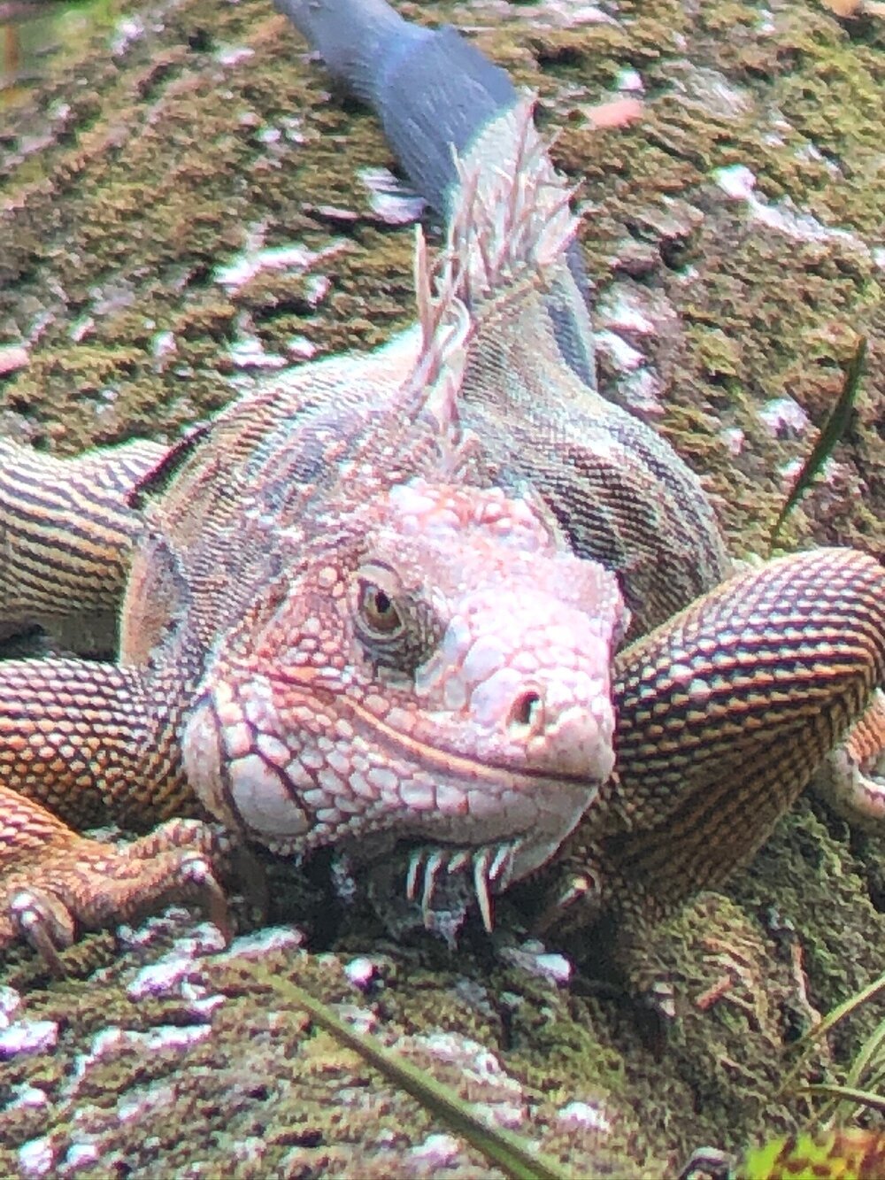 2020 AOF Up close iguana.JPG