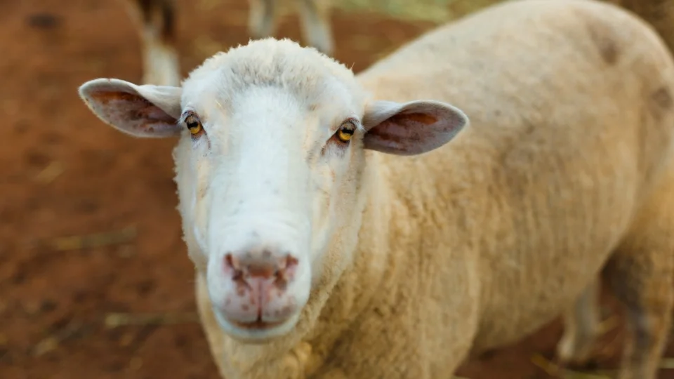 AN5D5112.jpg