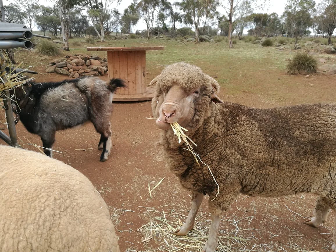 Sweet Malcolm! Getting as big a mouthful as the rest