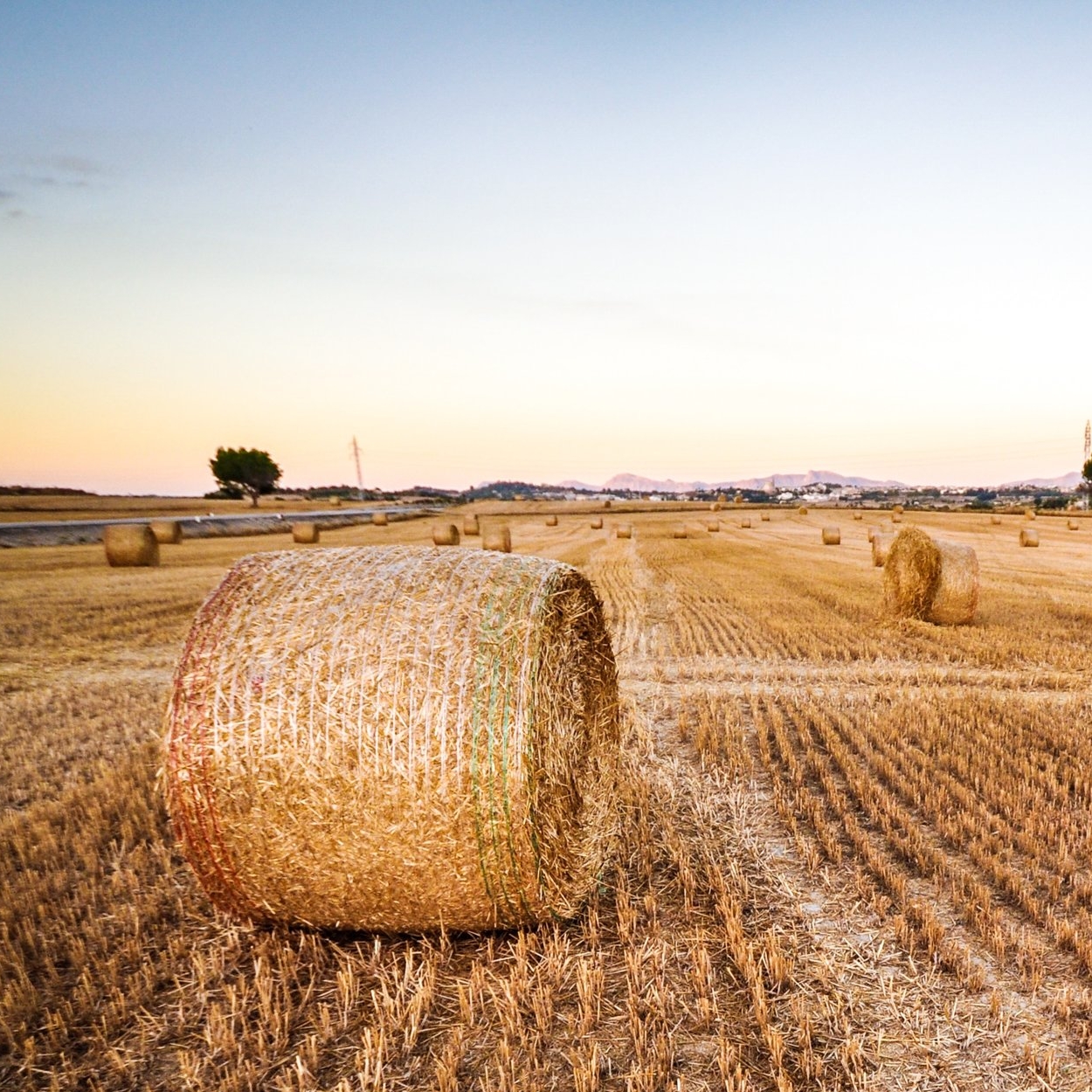 Hay there, want to shout us a bale?