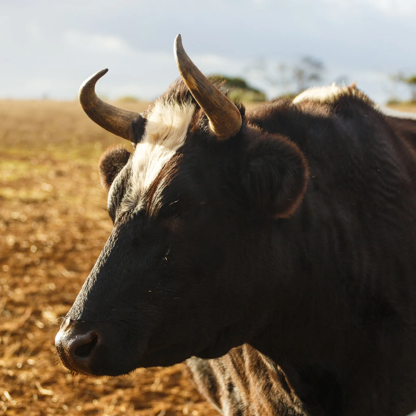 Merchandise. Outreach. Fundraising. Events.