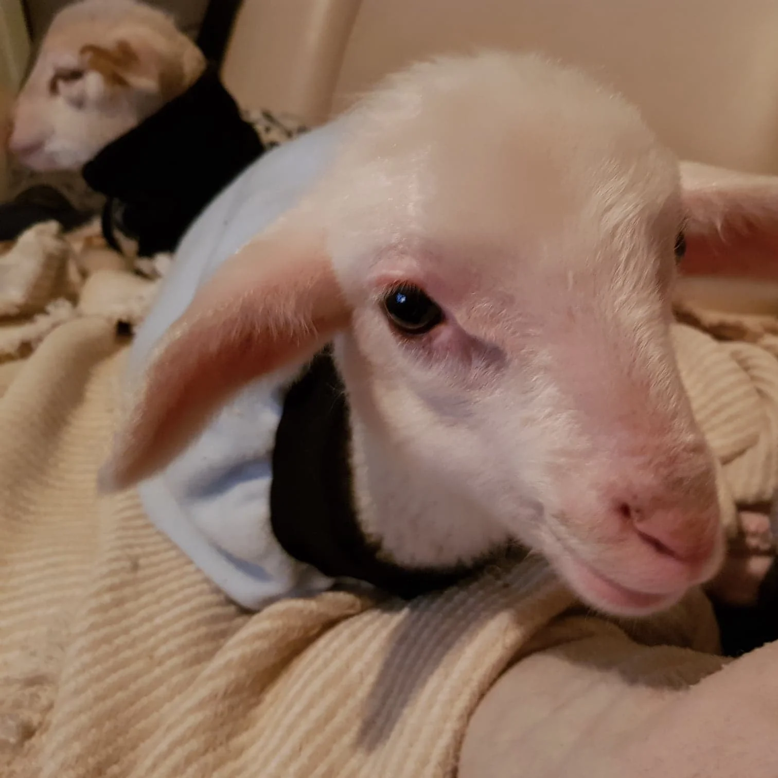 The defenceless gets you thinking