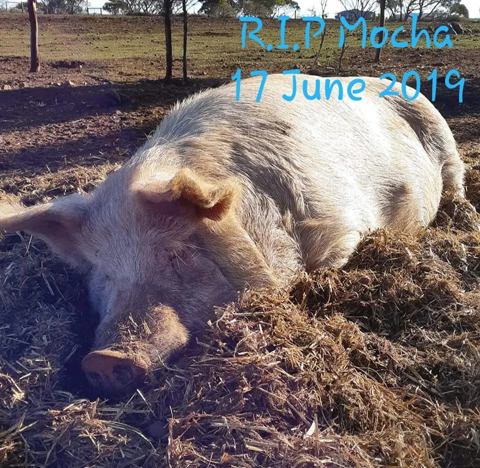 R.I.P Mocha