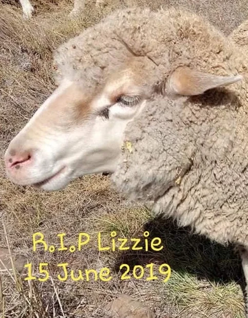 R.I.P Lizzie (Nanna)