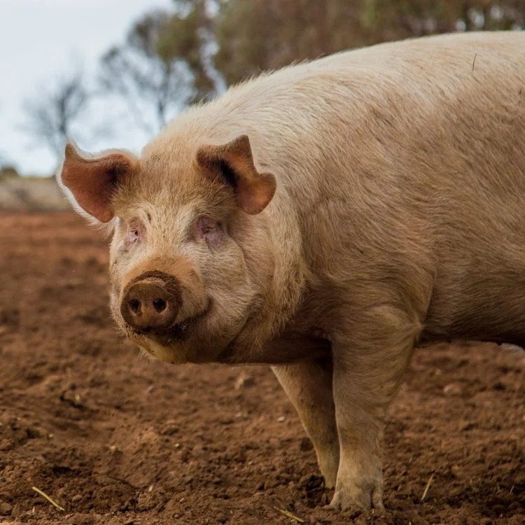 'Till Death Us Do Part