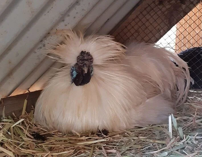Pom Pom