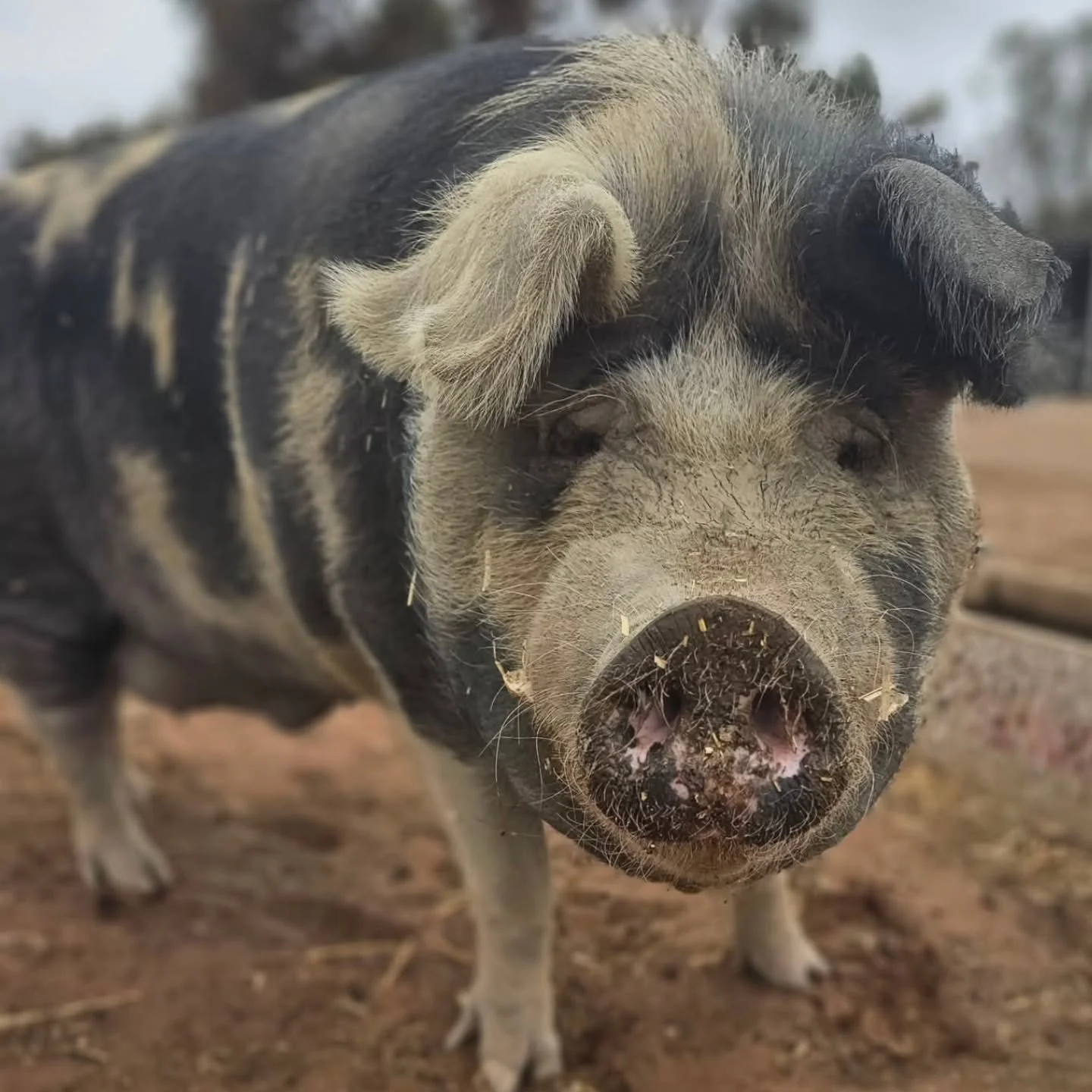 With sanctuary comes great worry. Inexplicable amounts of concern comes the way of human and animal alike.

For the past week and a half we have been tending by hand to the sanctuary's biggest pig, Leonard. Alongside him, his brother Angus awaits a v