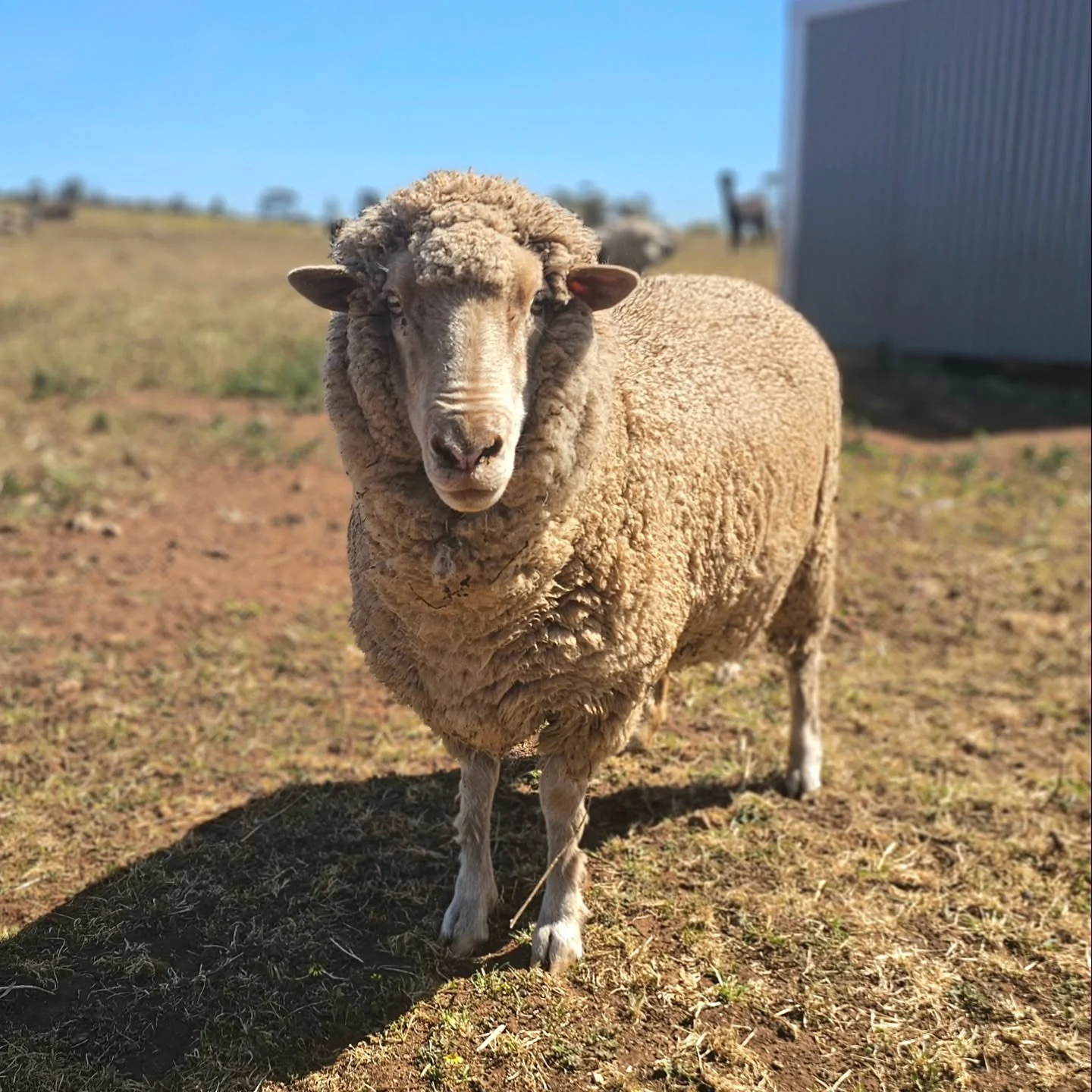Look who came to help when we were repairing a leaking water line today! Vi-Vi....Violet! It was so nice to see you, Violet. 😍

NB: By &quot;help&quot; we mean supervise.......baaa orders. 

❤️ FUREVER FARM - Where the voiceless come to speak ❤️ 

#