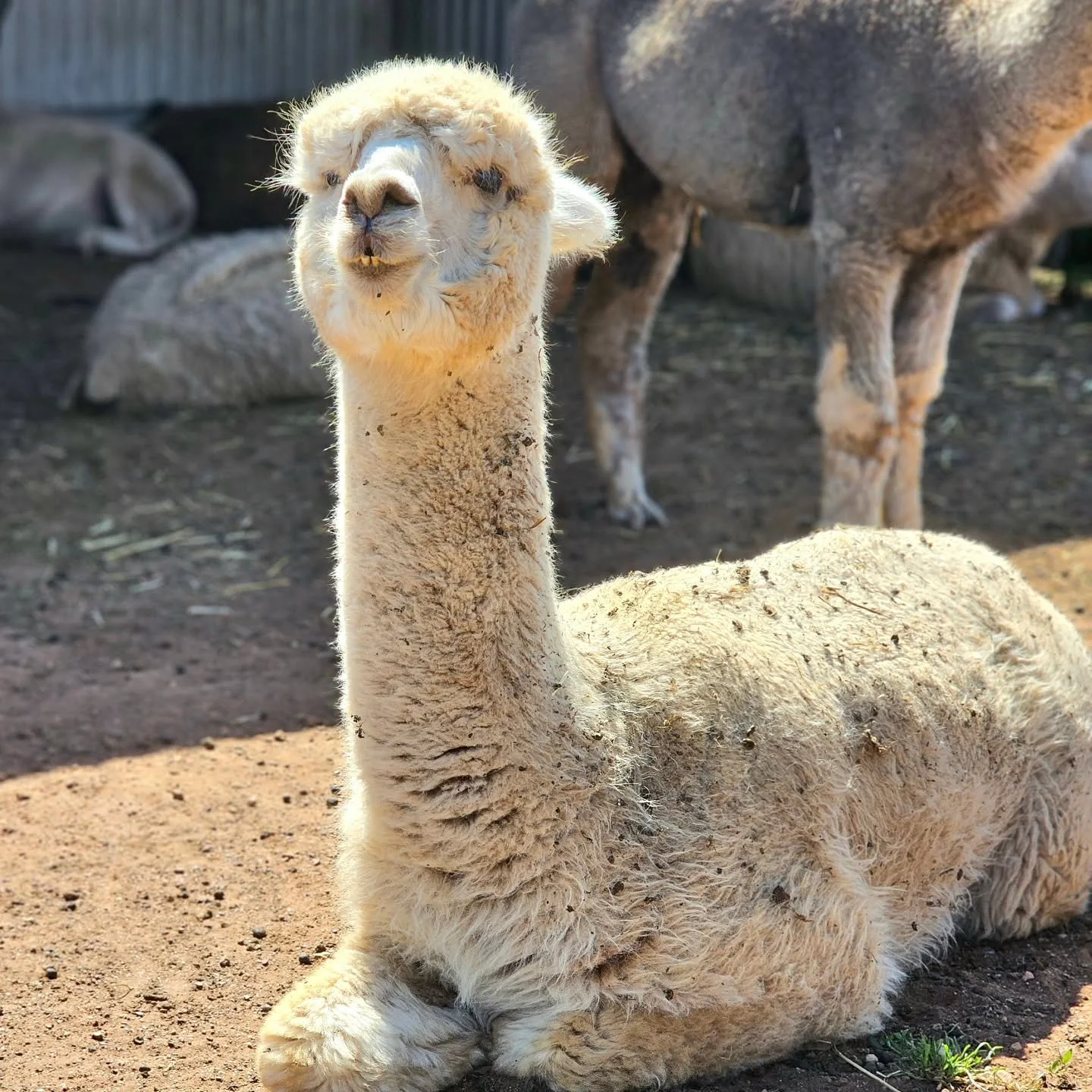 One of the more allusive of the alpaca gang, Olliver, sits charmingly underneath the beaming sun. His sidekick, Alpine, never far away is roaming at will amongst the flock they feel to serve.

Once a very flighty boy, Olliver now invites closeness...