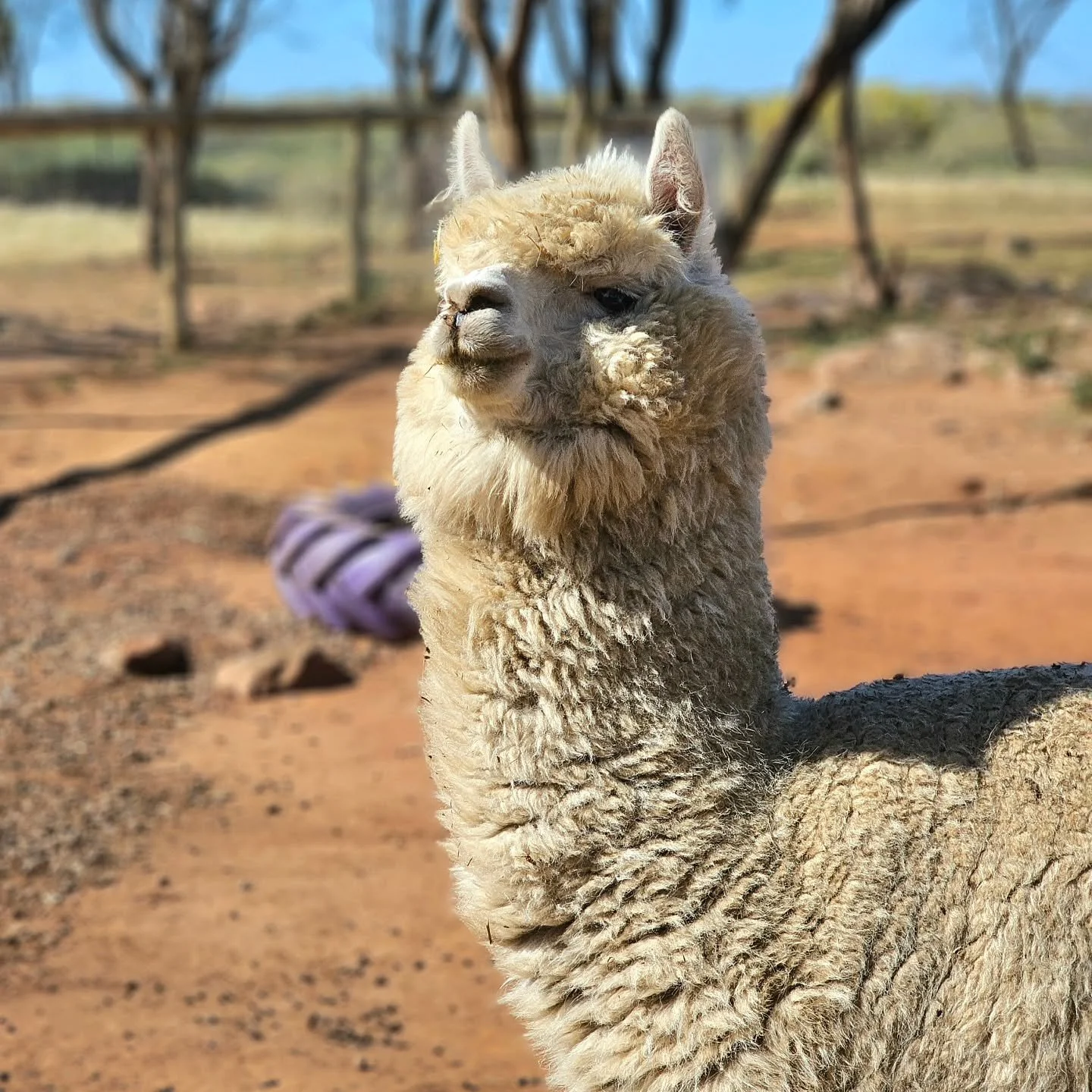 Judy - minus Punch!

This mid aged alpaca with a strong but lovable character has found her way to another adorable flock to protect.

Coming from another sanctuary unpleasantly  forced to wind up, a founding member wanted only the best care for this