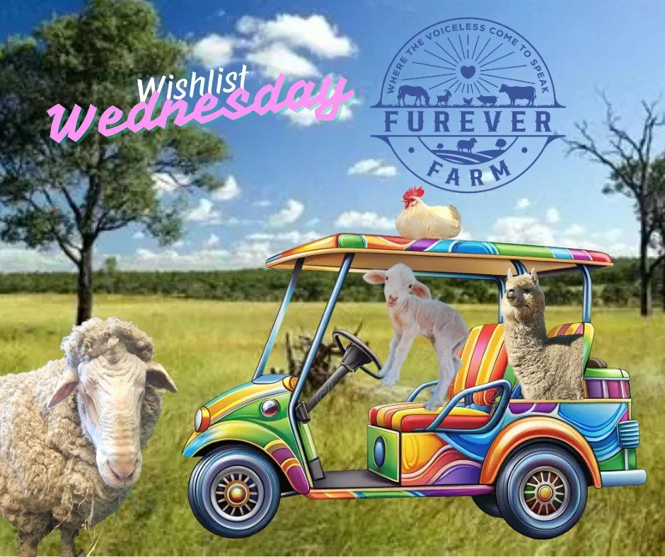 C'mon retiring golfers! This Wishlist Wednesday we need your kindness!

Furever Farm is seeking a rather different mode of transport for the sanctuary.  We are desperately looking for a four seater ex-golf cart for multi usage around the farm.

Wheth