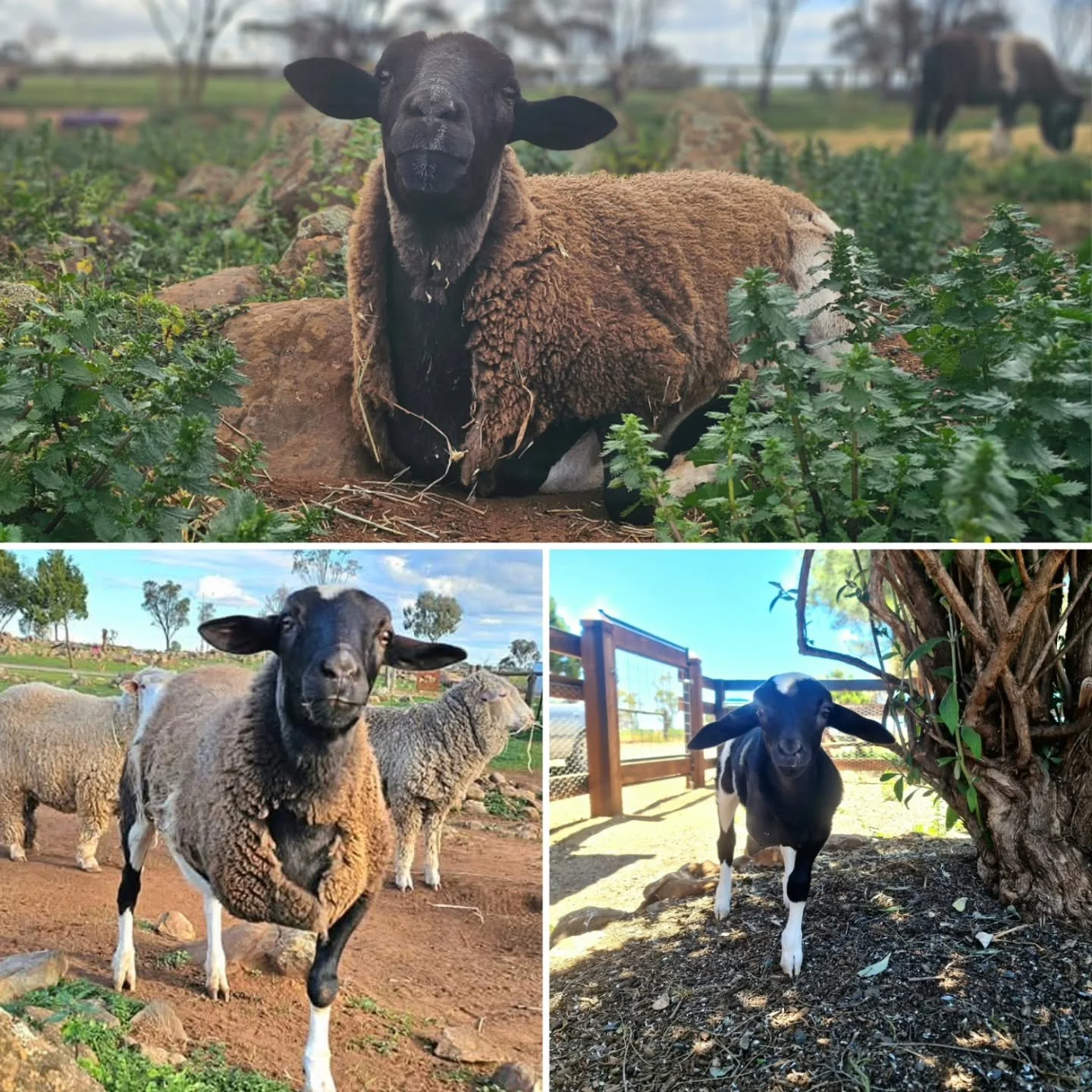 This afternoon we finalise paperwork and video footage to help one of the most popular sheep in the country.

Kit-Kat, robbed of his front limb since coming to us with a shattered leg and shoulder, has stoically and strongly enjoyed his life amongst 