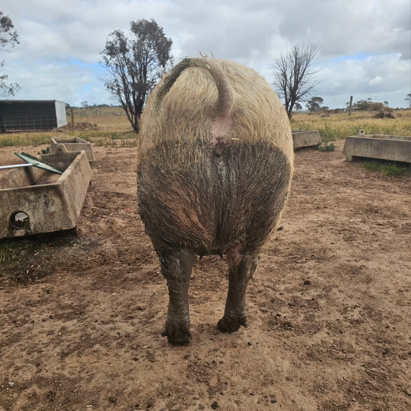 Rosie is so excited she's got her low rider mud pants on!!

Tomorrow is the Gator Club 3rd Birthday Market! And, yay, we will be there! 

You can support the Gator Club, us and a host of small business by heading down to 33 Payneham Road, College Par