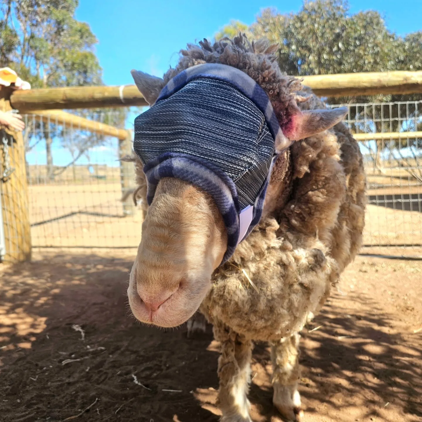 Oh, what a scholar and a gentleman. 

Beautiful dear Bruno is so gentle and accommodating! 

Bruno had to return to Roseworthy this afternoon after having some slight issues with his eye surgery site. In keeping with our ethics and mantra, when in do