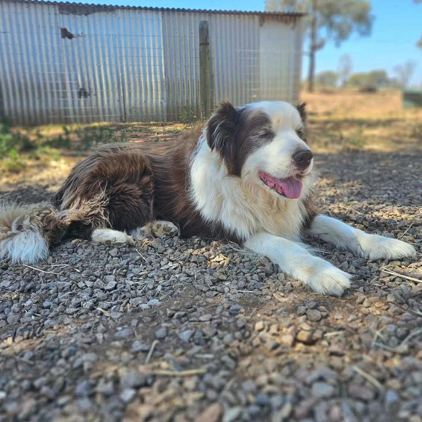 Max. Just relaxing, his way. 

You could say he's.....re-max-ing.....🤦&zwj;♂️

❤️ FUREVER FARM - Where the voiceless come to speak ❤️ 

#max #maxthedog #rescuedog #remaxing #love #dogs #fureverfarm #sanctuary #rescue #woof #kindness #compassion #ani