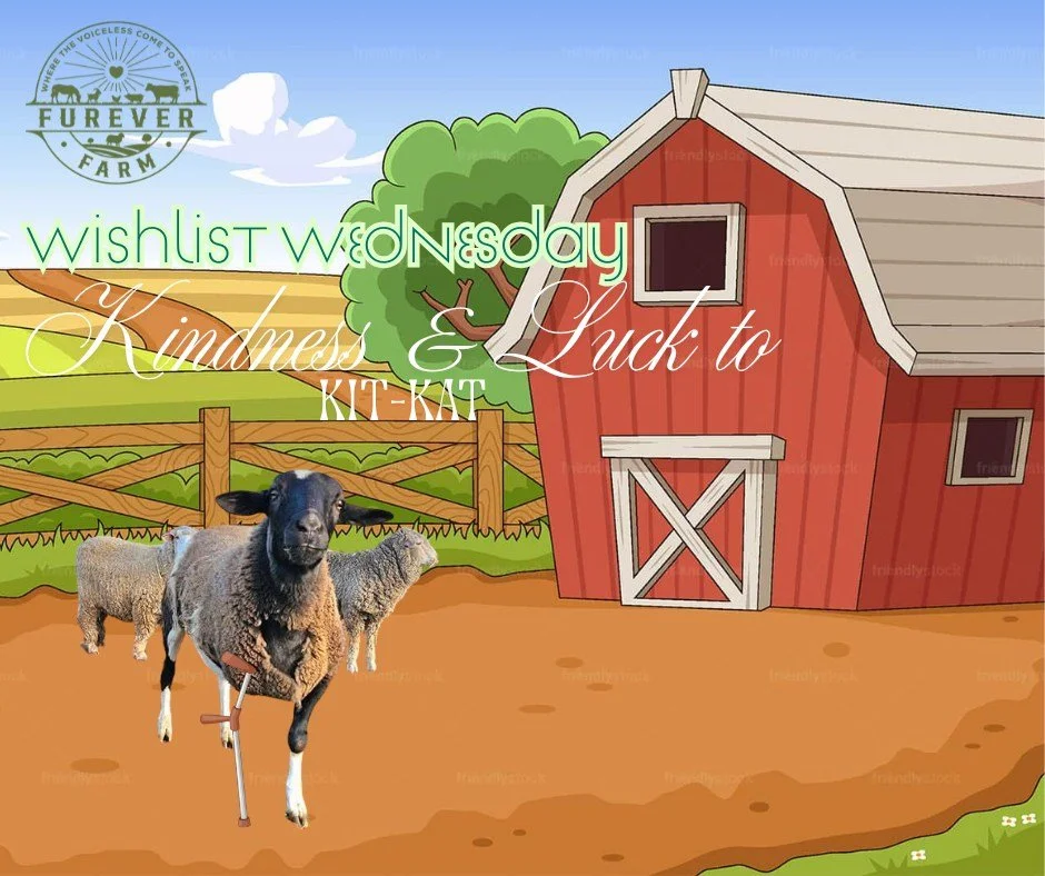 This Wishlist Wednesday let us all wish Kit-Kat a smooth and successful process on his way to brace and prosthetic marvel.

Once all the groundwork is done and Kit-Kat has received his life changing devices, it will likely be a tricky and new sensati