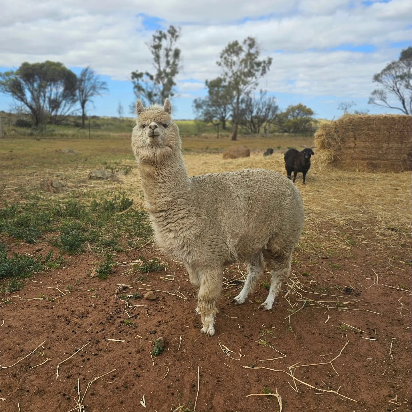 &quot;You talkin' to me? Are you talkin' to ME??&quot;

Judy giving that look as she settles in famously! 💚

❤️ FUREVER FARM - Where the voiceless come to speak ❤️ 

#Judy #judythealpaca #rescuealpaca #alpacas #fureverfarm #kindness #compassion #lov