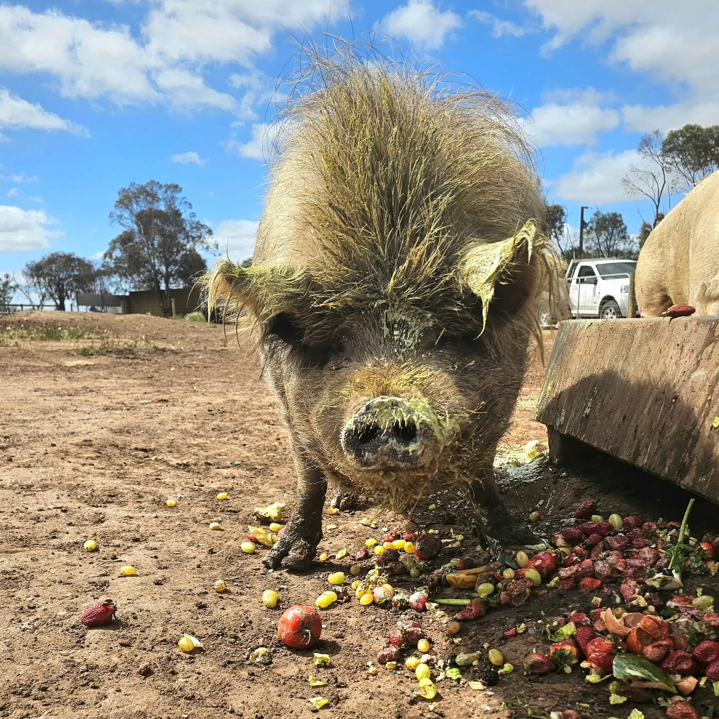 Something tells us Buddy likes the yoghurt......

Head down, bum up and nose diving into goodness! 🐷

❤️ FUREVER FARM - Where the voiceless come to speak ❤️ 

#buddy #buddythepig #rescuepig #yoghurt #love #facefirst #fureverfarm #pigsoffureverfarm #