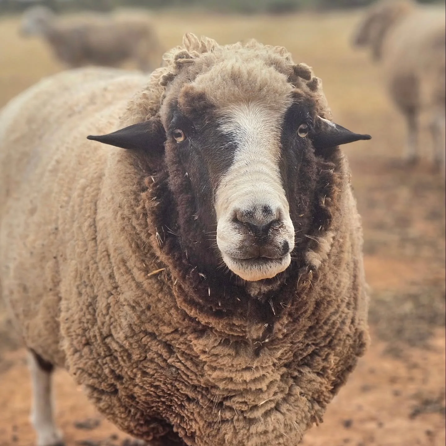 Butter simply wouldn't melt!! 💕

We're serious. It wouldn't. Who would have thought that this boy could end up so sweet and kind?

2 years and 10 months ago Magpie came to us full of bad habits and dangerous antics. Too much leeway as a growing lamb