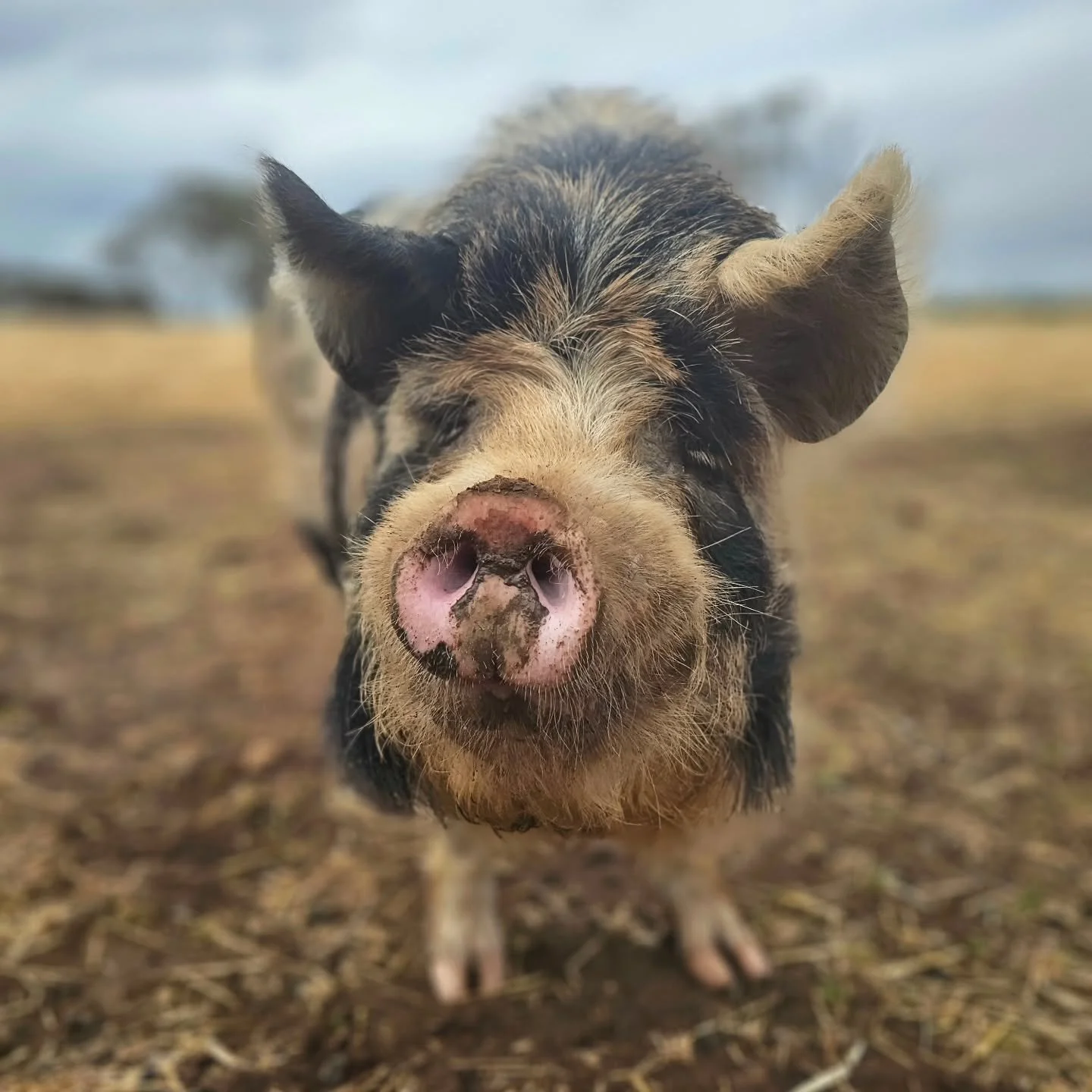 Sigmund (Siggy/Sig The Pig) - is a totally delightful little boy of 6 to 7 years old. Travelling all the way down from Melrose, Siggy desperately needed a new home before things became complicated. He has found that home!

Sanctuary awaited Sig here 