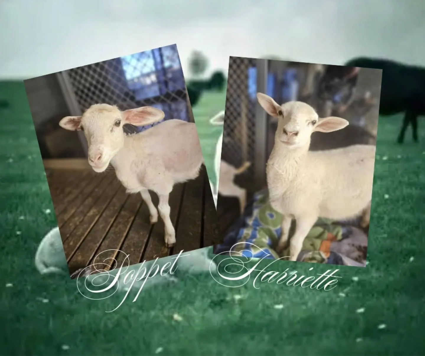 The most dearest sweet and special duo.

Poppet and Harriette. Both with their individual stories. But, they have one thing in common....each other. 💕

Poppet braved herself through her own health crisis, growing to the lamb she is today; affectiona