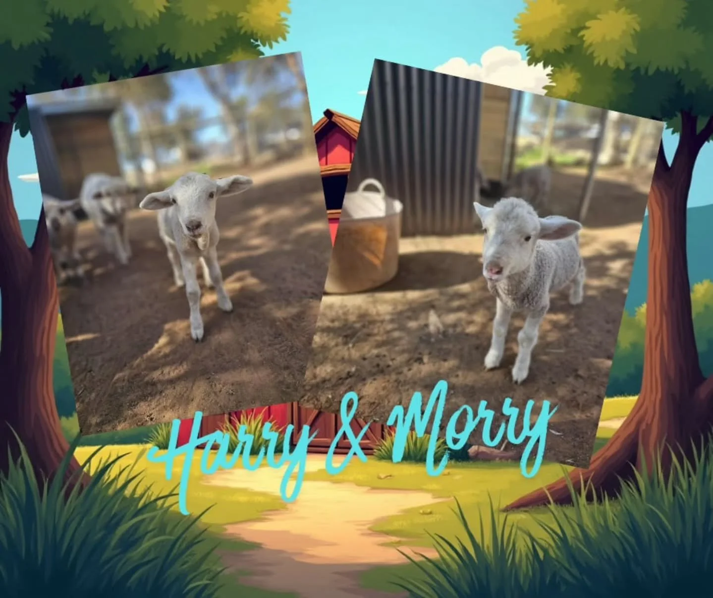 HARRY &amp; MORRY

Quite simply, THE cutest little buttons you will meet.

Both in looks and personality, Harry &amp; Morry are the class act! So adorable it brings a tear to the eye and a smile from ear to ear. Smaller lambs, they have in personalit