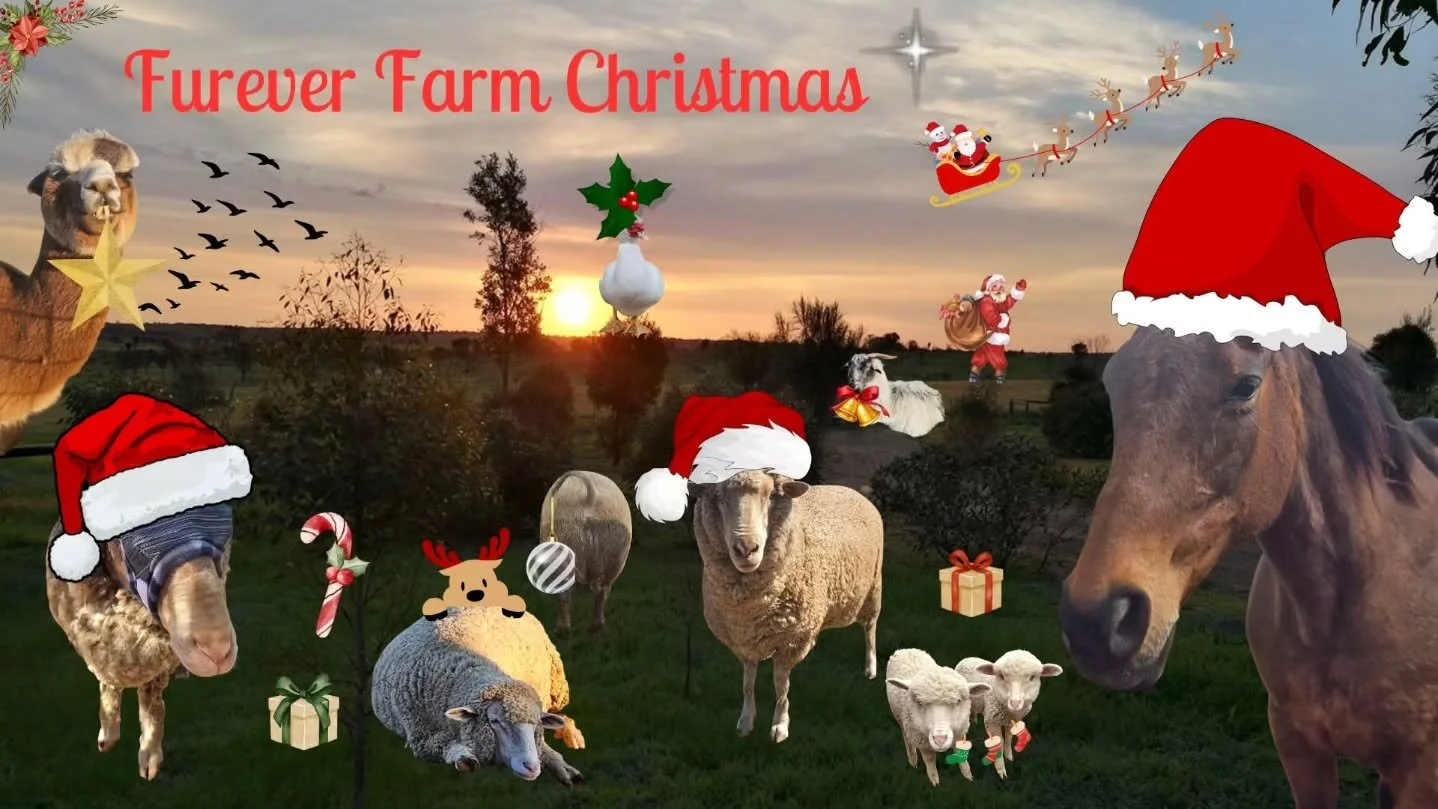 Ho-Ho-Ho! That time of year is coming around so quickly!

We live and hope for a bearable temperature come December 25. Because Furever Farm is again opening its gates and welcoming all for a Christmas lunch.

Each year, people simply do not wish to 