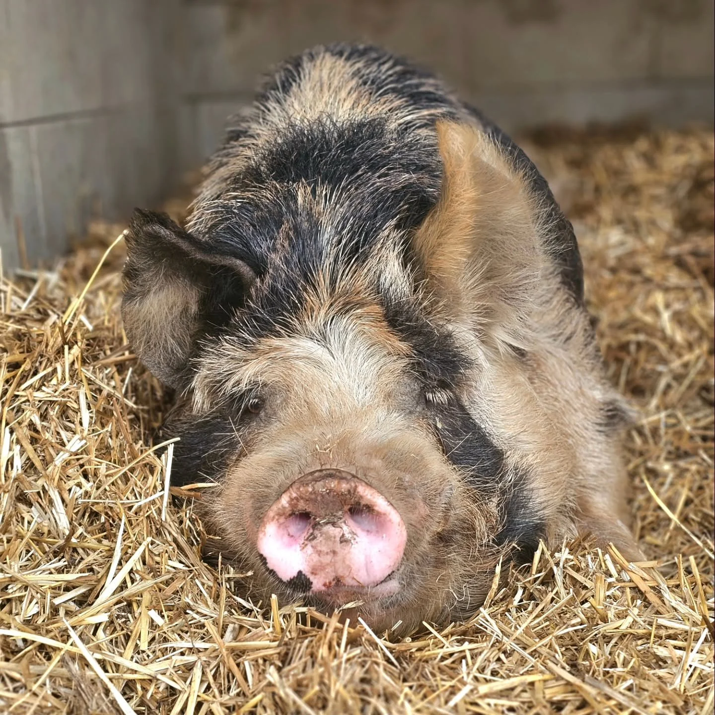 &quot;Yaaaawn. Oink....good morning.&quot; - Siggy. 🐷

❤️ FUREVER FARM - Where the voiceless come to speak ❤️ 

#Sigmund #siggy #sigthepig #rescuepig #pigs #pigsoffureverfarm #comfy #yawn #goodmorning #fureverfarm #farmanimalsanctuary #rescue #kindn